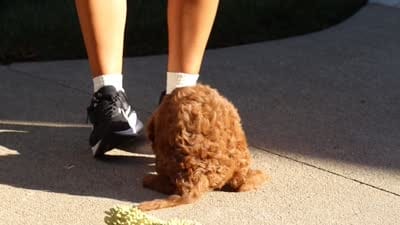 Benji, a male Cavapoo for sale in Baltic, OH – 8 of 10