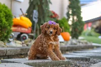 Clover, a female Cavapoo for sale in Baltic, OH – 4 of 10