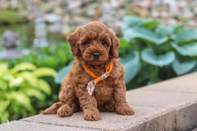 Knox – Maltipoo puppy for sale in Baltic, OH
