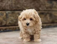 Teo, a male Maltipoo for sale in Baltic, OH – Photo 2 of 5