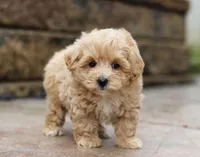 Teo, a male Maltipoo for sale in Baltic, OH – Photo 1 of 5