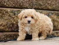 Teo, a male Maltipoo for sale in Baltic, OH – Photo 3 of 5