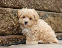 Teo, a male Maltipoo for sale in Baltic, OH – Photo 4 of 5