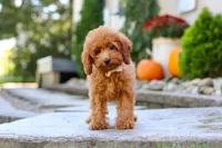 Greyson, a male Poodle - Miniature  for sale in Baltic, OH – 5 of 7