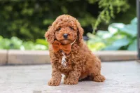 Everest, a male Poodle - Miniature  for sale in Baltic, OH – 3 of 6