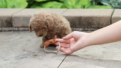 Marley, a male Maltipoo for sale in Baltic, OH – 6 of 6