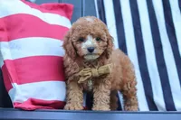 Connor, a male Cavapoo for sale in Baltic, OH – 4 of 9
