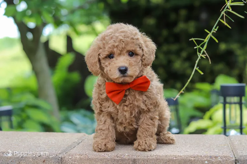 Marley – Maltipoo puppy for sale in Baltic, OH