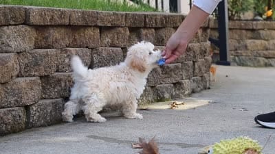 Koda, a male Maltipoo for sale in Baltic, OH – 7 of 10