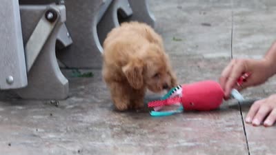 Maple, a female Schnoodle for sale in Baltic, OH – 7 of 7