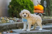 Brooks, a male Maltipoo for sale in Baltic, OH – 5 of 6