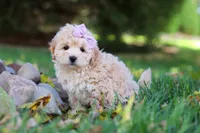 Honey, a female Maltipoo for sale in Baltic, OH – 2 of 6