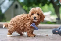 Leo, a male Maltipoo for sale in Baltic, OH – 6 of 10