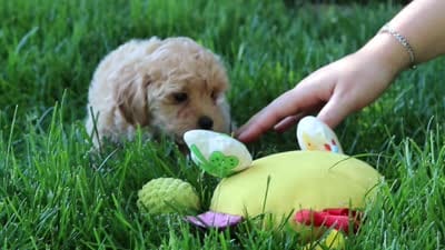Amelia, a female Maltipoo for sale in Baltic, OH – 10 of 10