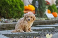 Posie, a female Maltipoo for sale in Baltic, OH – 5 of 10