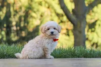 Ollie, a male Maltipoo for sale in Baltic, OH – 3 of 10