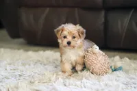 Charlie, a male Morkie for sale in Baltic, OH – 8 of 10