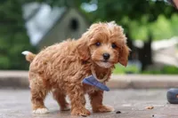 Leo, a male Maltipoo for sale in Baltic, OH – 4 of 10