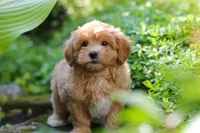 Letty, a female Maltipoo for sale in Baltic, OH – 6 of 10