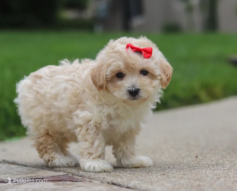 Leah, a female Maltipoo for sale in Baltic, OH – Photo 1 of 4