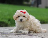 Leah, a female Maltipoo for sale in Baltic, OH – Photo 2 of 4