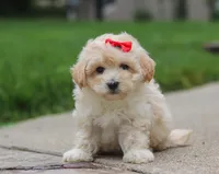 Leah, a female Maltipoo for sale in Baltic, OH – Photo 4 of 4