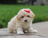 Leah, a female Maltipoo for sale in Baltic, OH – Photo 3 of 4