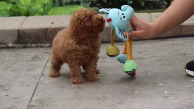 Karter, a male Poodle - Miniature  for sale in Baltic, OH – 7 of 7
