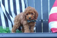 Greyson, a male Poodle - Miniature  for sale in Baltic, OH – 9 of 10