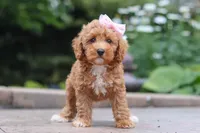Raina, a female Maltipoo for sale in Baltic, OH – 5 of 9