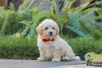 Ollie, a male Maltipoo for sale in Baltic, OH – 5 of 10