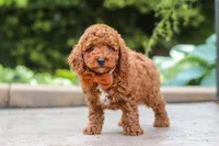 Everest, a male Poodle - Miniature  for sale in Baltic, OH – 4 of 6