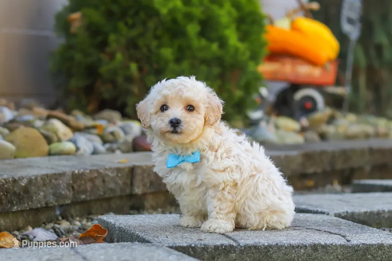 Finley – Maltipoo puppy for sale in Baltic, OH