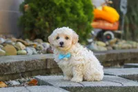 Finley, a male Maltipoo for sale in Baltic, OH – 1 of 10