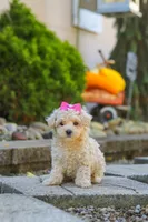 Maple, a female Maltipoo for sale in Baltic, OH – 4 of 7