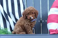Duke, a male Poodle - Miniature  for sale in Baltic, OH – 4 of 8