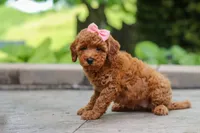 Indie, a female Maltipoo for sale in Baltic, OH – 2 of 6