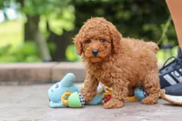Karter, a male Poodle - Miniature  for sale in Baltic, OH – 3 of 7