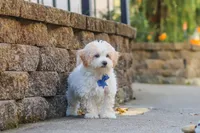 Koda, a male Maltipoo for sale in Baltic, OH – 5 of 10