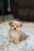 Charlie, a male Morkie for sale in Baltic, OH – 9 of 10