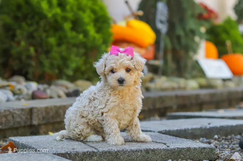 Maple – Maltipoo puppy for sale in Baltic, OH