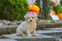 Maple, a female Maltipoo for sale in Baltic, OH – 1 of 7