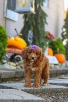 Clover, a female Cavapoo for sale in Baltic, OH – 3 of 10