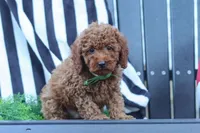 Adam, a male Poodle - Miniature  for sale in Baltic, OH – 7 of 8