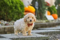 Archie, a male Maltipoo for sale in Baltic, OH – 8 of 10