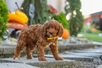 Benji, a male Cavapoo for sale in Baltic, OH – 2 of 10