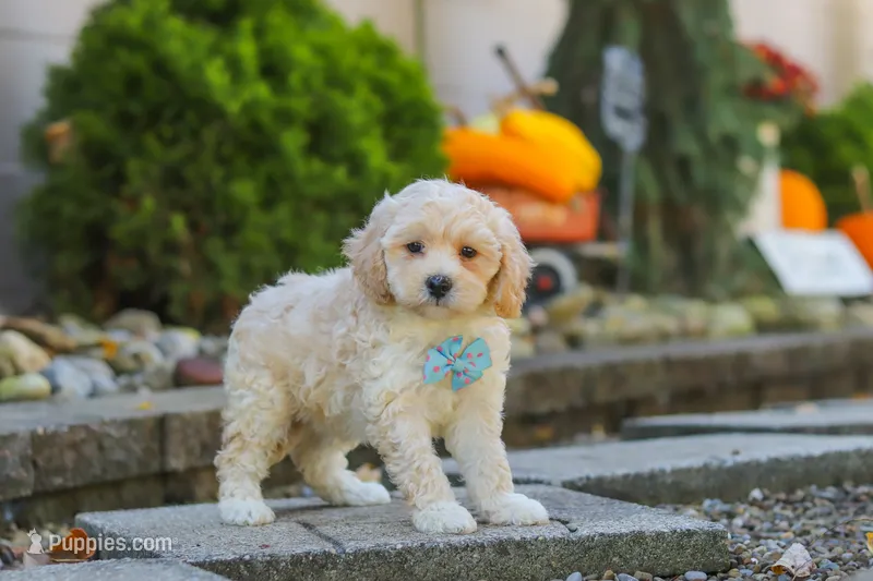 Brooks – Maltipoo puppy for sale in Baltic, OH