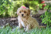 Amelia, a female Maltipoo for sale in Baltic, OH – 9 of 10