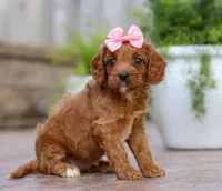 Peaches, a female Cavapoo for sale in Baltic, OH – Photo 3 of 5