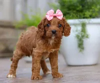 Peaches, a female Cavapoo for sale in Baltic, OH – Photo 4 of 5